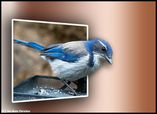 Missing Image: i_0028.jpg - Scrub Jay