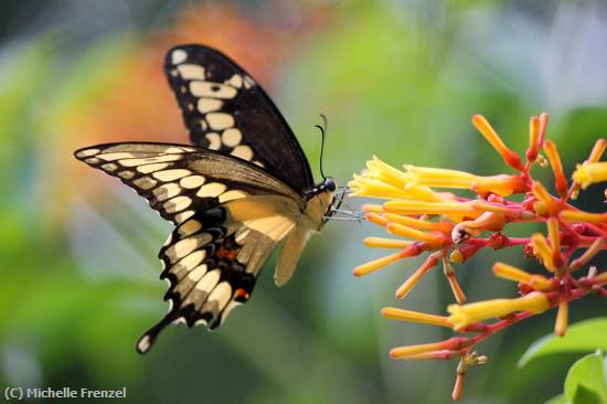 Missing Image: i_0030.jpg - Giant Swallowtail at Gumbo Limbo