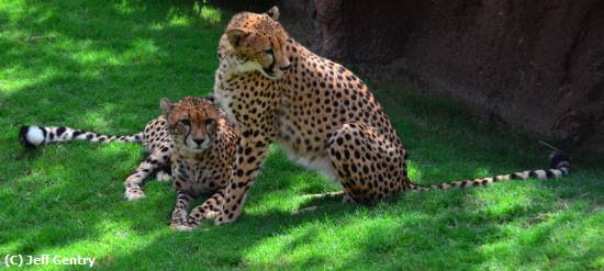 Missing Image: i_0045.jpg - Cheetahs Resting