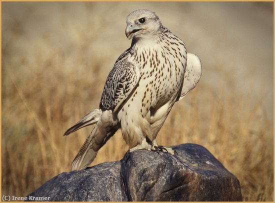 Missing Image: i_0009.jpg - Gyrfalcon on Rock