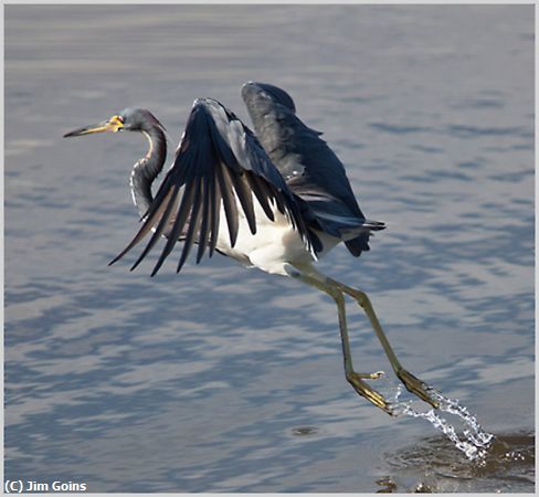 Missing Image: i_0026.jpg - Tri-color-heron-take-off