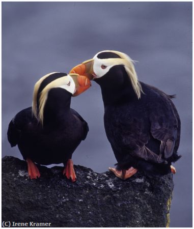 Missing Image: i_0043.jpg - Tufted Puffins Kissing