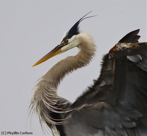 Missing Image: i_0044.jpg - BLUE HERON-jpg