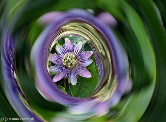 Missing Image: i_0010.jpg - Passion Swirl