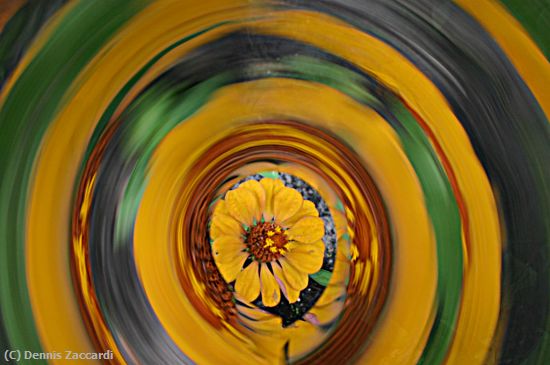 Missing Image: i_0011.jpg - Zinnia Swirl