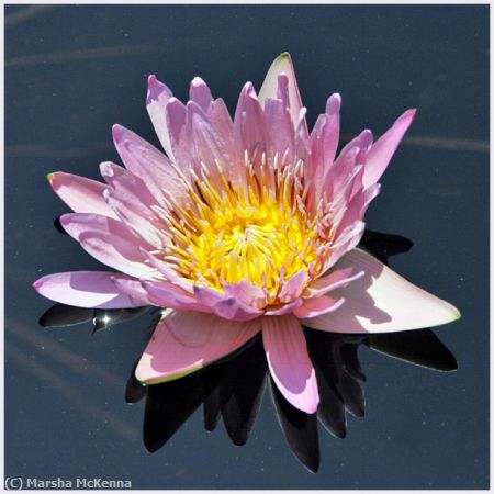 Missing Image: i_0013.jpg - Water Lily One