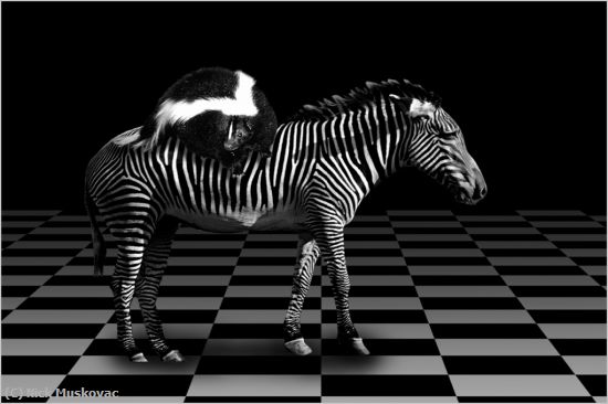 Missing Image: i_0014.jpg - Striped-Rider