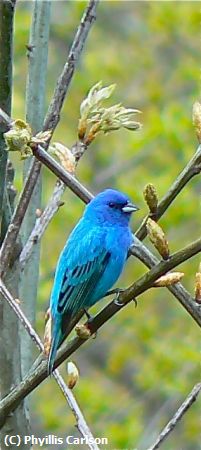 Missing Image: i_0016.jpg - INDIGO BUNTING-