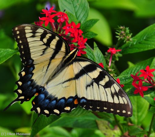 Missing Image: i_0017.jpg - Butterfly 3