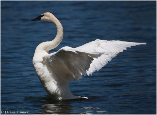 Missing Image: i_0021.jpg - Trumpter Swan Displaying