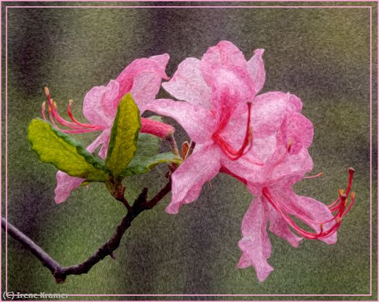 Missing Image: i_0029.jpg - Wild Azaleas