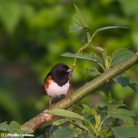 Missing Image: i_0031.jpg - TOWHEE-