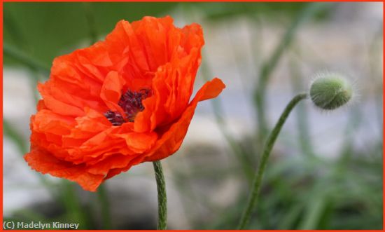 Missing Image: i_0036.jpg - California Poppy