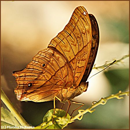Missing Image: i_0038.jpg - Brown Butterfly