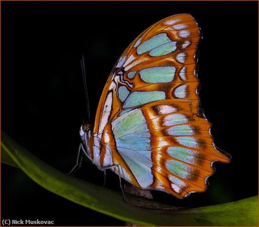 Missing Image: i_0033.jpg - Malachite