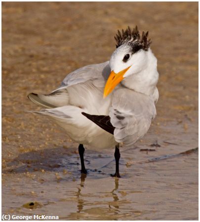 Missing Image: i_0012.jpg - Preening