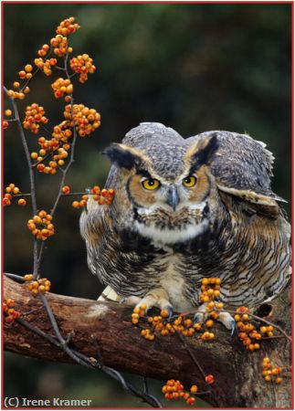 Missing Image: i_0017.jpg - Great Horned Owl with Bittersweet