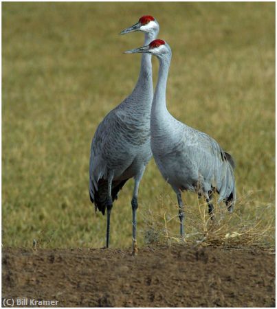 Missing Image: i_0023.jpg - Sandhill Pair