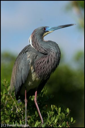 Missing Image: i_0024.jpg - Tri Color in Breeding Plumage