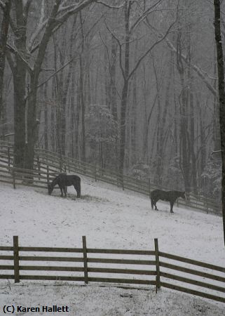 Missing Image: i_0033.jpg - WINTER PASTURE