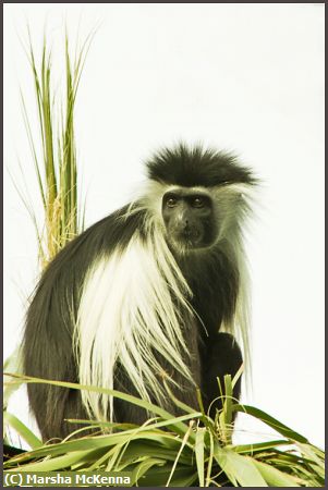 Missing Image: i_0037.jpg - Siamang Monkey