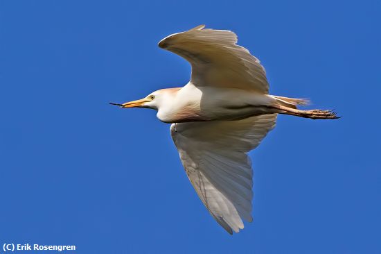 Missing Image: i_0053.jpg - Cattle-Egret-to-the-nest