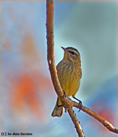 Missing Image: i_0008.jpg - Small Brown Bird