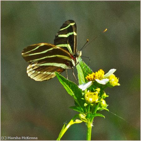 Missing Image: i_0017.jpg - Tiger Butterfly