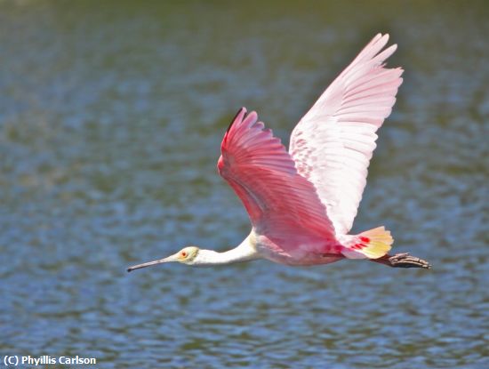 Missing Image: i_0028.jpg - ROSEATE SPOONBILL-jpg