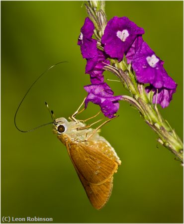 Missing Image: i_0044.jpg - Three Spoted Skipper