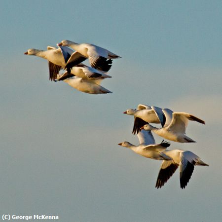 Missing Image: i_0045.jpg - Snow Geese