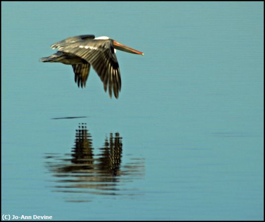 Missing Image: i_0047.jpg - Pelican Reflection