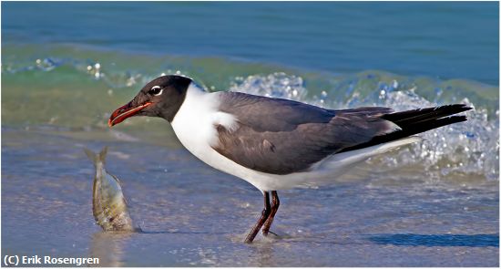 Missing Image: i_0050.jpg - Dropped-my-fish-Laughing-Gull