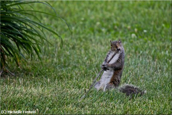 Missing Image: i_0051.jpg - Nutty Squirrel With Big Stick