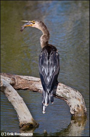 Missing Image: i_0058.jpg - Down-the-hatch-Anhinga