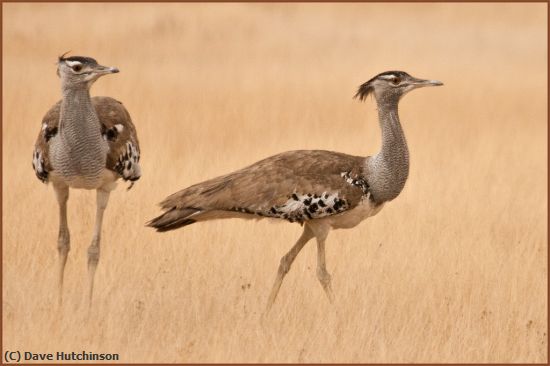 Missing Image: i_0060.jpg - Kory-Bustards---Namibia