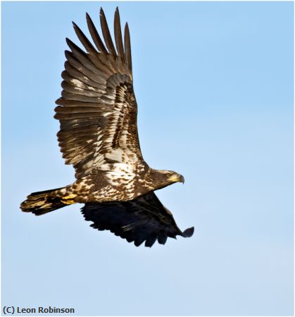 Missing Image: i_0061.jpg - Juvenile Bald Eagle