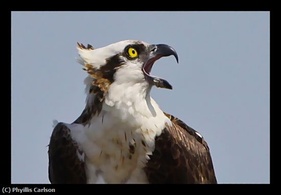 Missing Image: i_0062.jpg - OSPREY CALLING