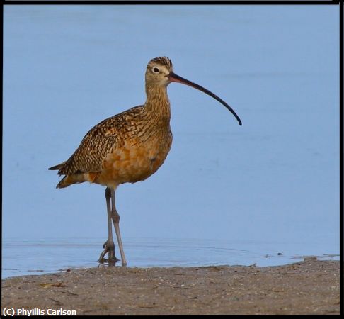 Missing Image: i_0007.jpg - LONG BILLED CURLEW