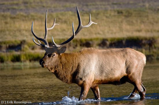 Missing Image: i_0029.jpg - walking-the-stream-Bull-Elk