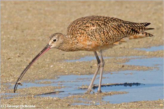 Missing Image: i_0031.jpg - Long Beak Curlew