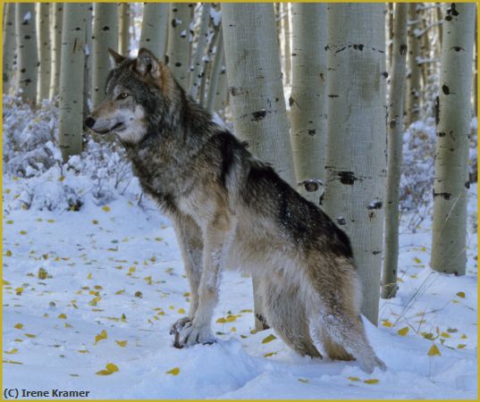 Missing Image: i_0033.jpg - Timber Wolf in Snow