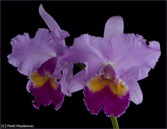 Missing Image: i_0034.jpg - Cattleya Orchid