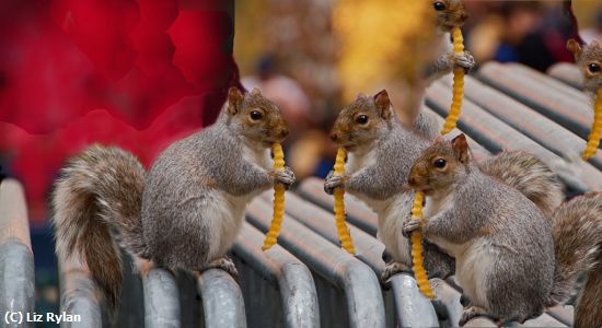 Missing Image: i_0060.jpg - Fast-Food-for-Squirrels