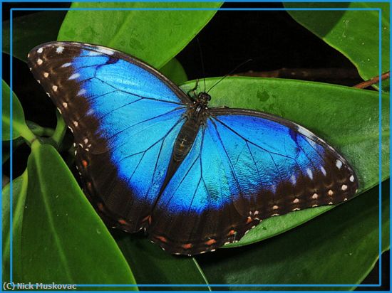 Missing Image: i_0001.jpg - Blue-morpho 2012