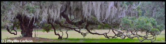 Missing Image: i_0003.jpg - CUMBERLAND ISLAND LIVE OAK