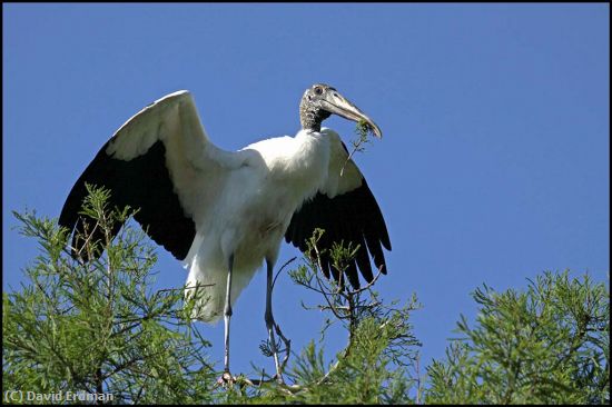 Missing Image: i_0007.jpg - Nest Building Wood Stork