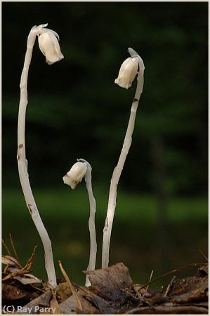 Missing Image: i_0009.jpg - Indian Pipes