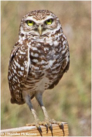 Missing Image: i_0010.jpg - Burrowing Owl