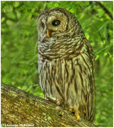 Missing Image: i_0012.jpg - Barred Owl